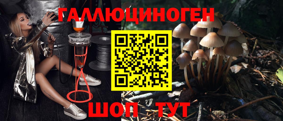 Шуя  что такое   Вход с VPN  Псилоцибиновые грибы Cubensis 