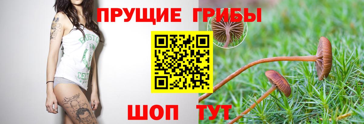 Псилоцибиновые грибы ЛСД Шуя